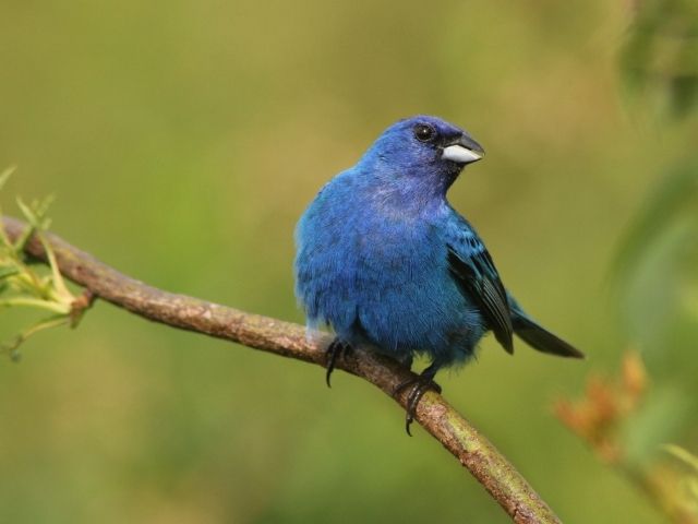 Indigo Bunting on a tree