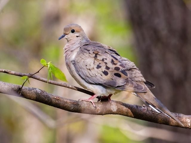 Mourning Dove sitting