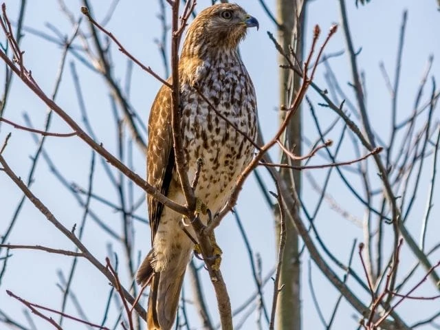 Northern Harrier perched on a tree