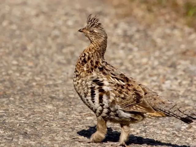 Ruffed Grouse