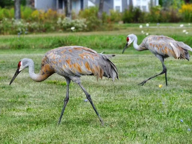 Sandhill Crane on grass