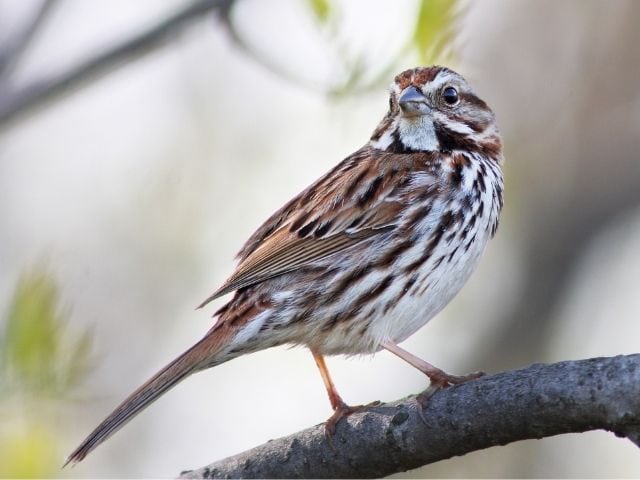 Song Sparrow on top of a tree