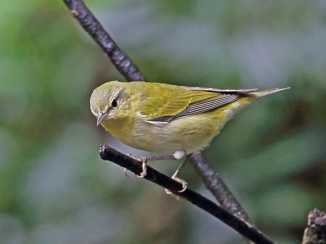 Tennessee Warbler looking down from tree top