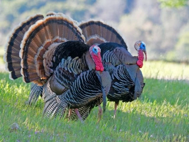 Wild Turkey pair roaming