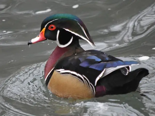Wood Duck swimming on a lake