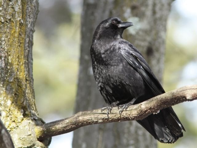 American Crow looking back