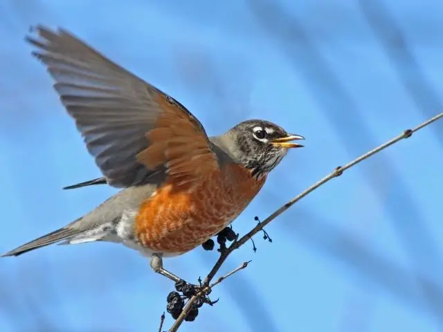 American Robin with open wings