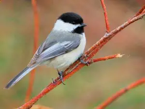 chickadee with white breast and black head