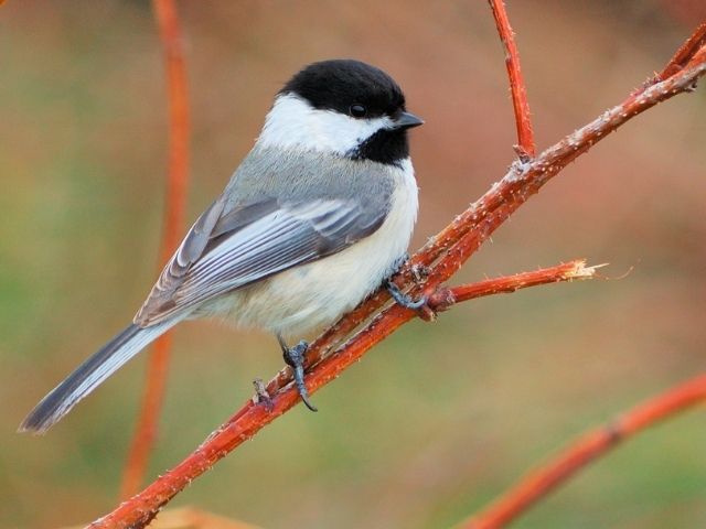 chickadee with white breast and black head