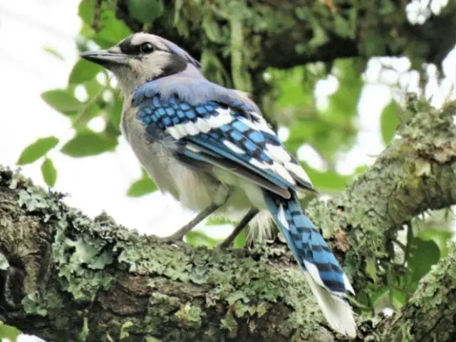 blue jay on a tree looking for food