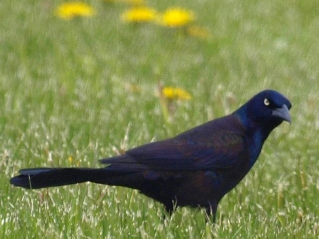 black and blue Common Grackle