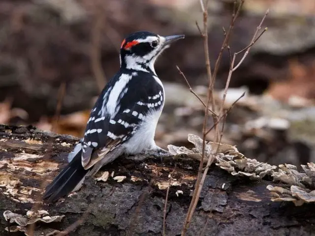 black and white woodpecker on the ground