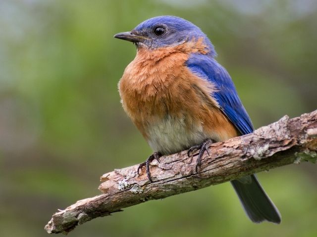 blue and orange Eastern Bluebird