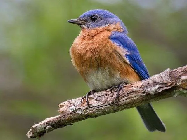 blue and orange Eastern Bluebird