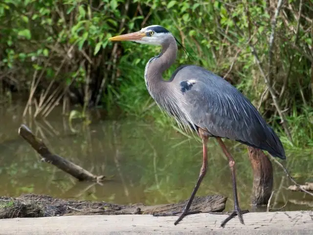 Great Blue Heron standing beside a swamp