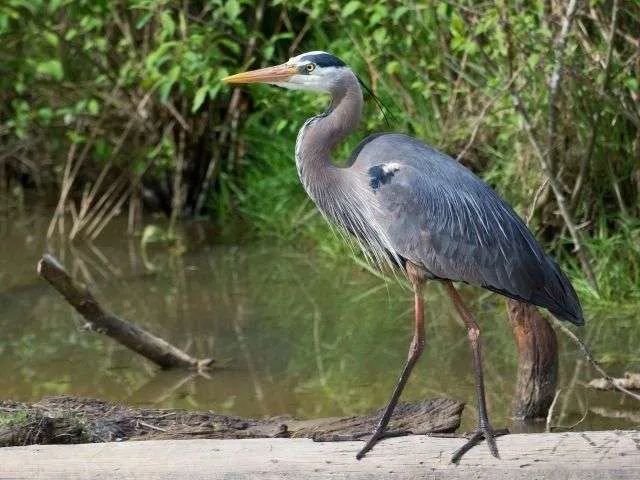 Great Blue Heron standing beside a lake