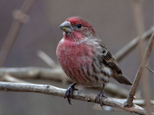 House Finch on a dry tree branch