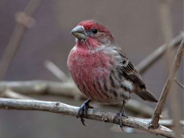 House Finch on a dry tree branch