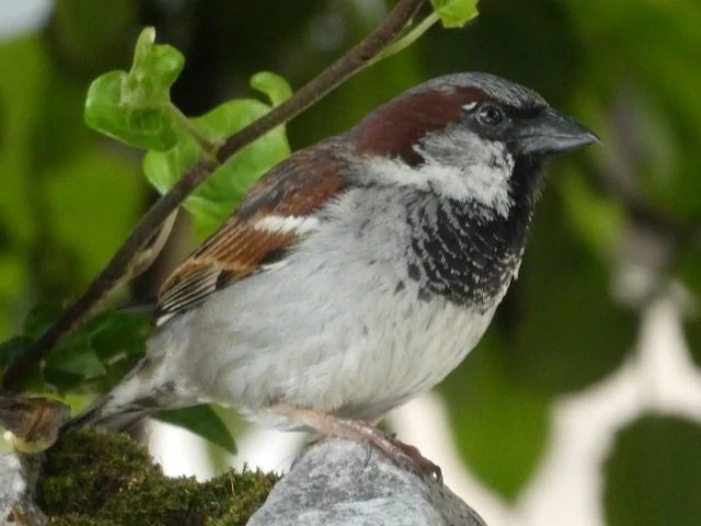 House Sparrow