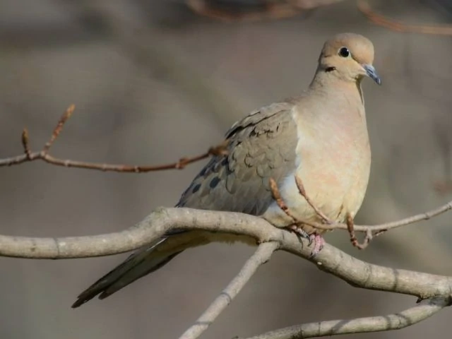 Mourning Dove