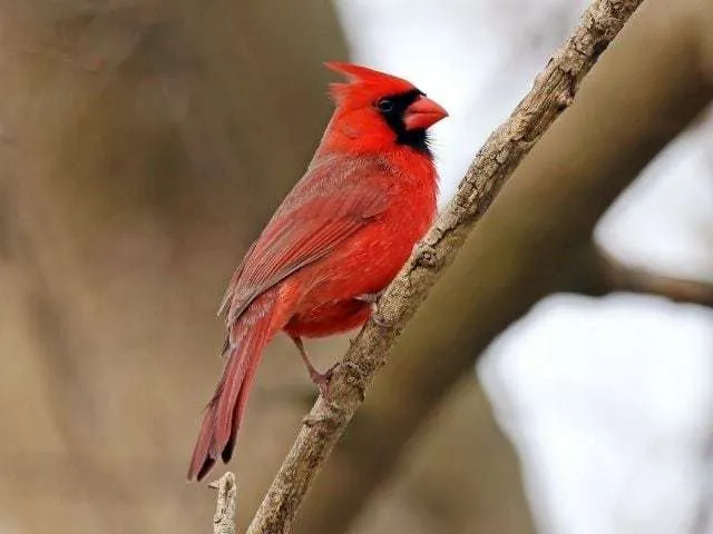 red Northern Cardinal on a tree