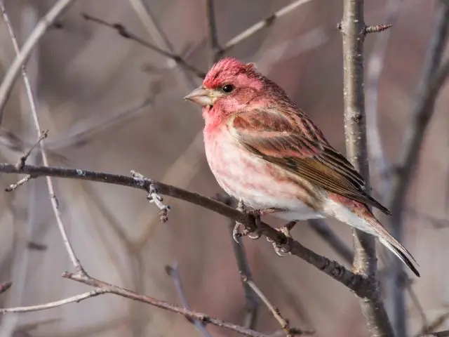 reddish pink finch perched on a tree