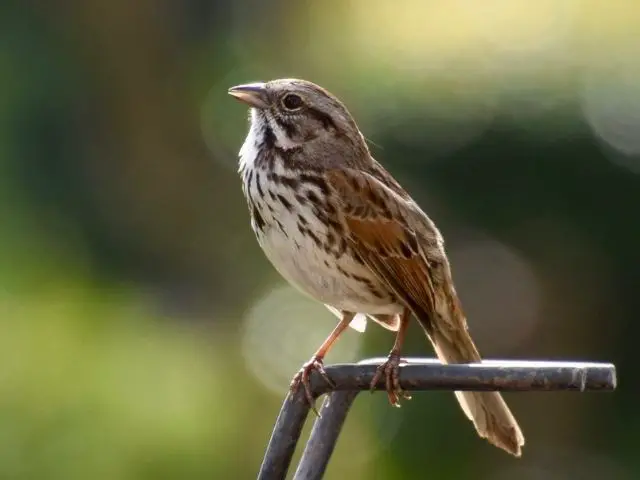 Song Sparrow in the morning
