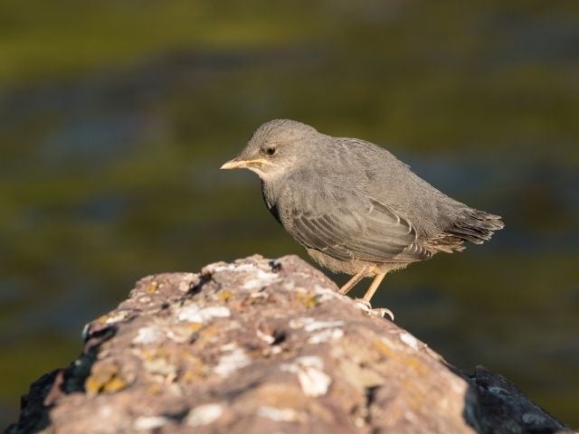 American Dipper stepping on a stone