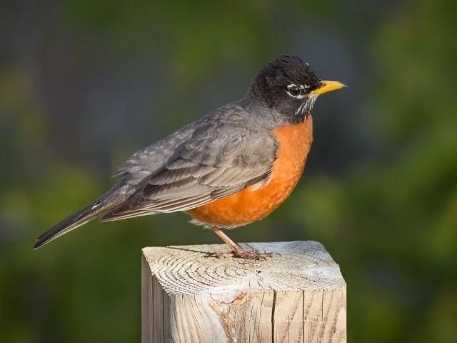 American Robin waiting on a wood fence