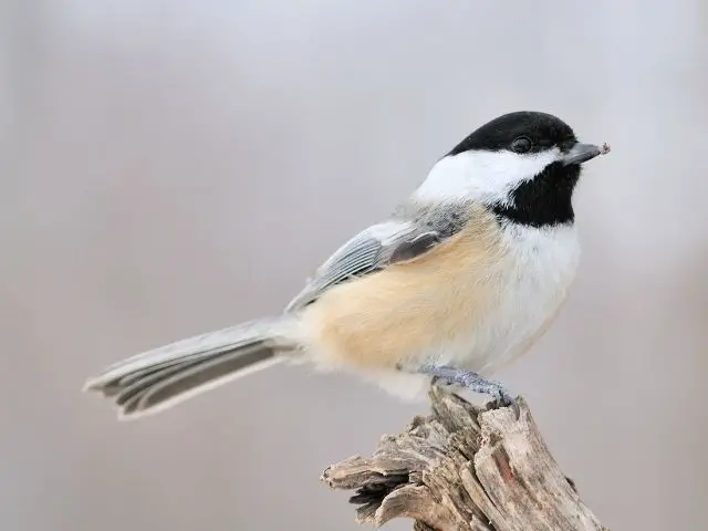Black-Capped Chickadee perched on a tree branch