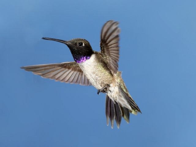Black-Chinned Hummingbird in flight