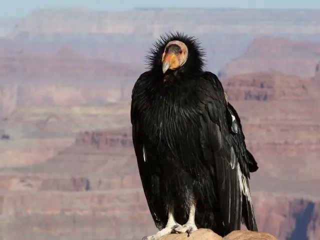 California Condor poses at the top of Grand Canyon