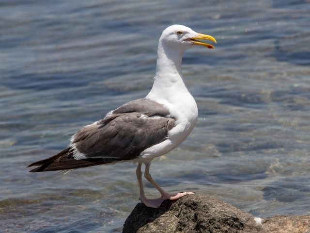 California Gull stepping on a stone
