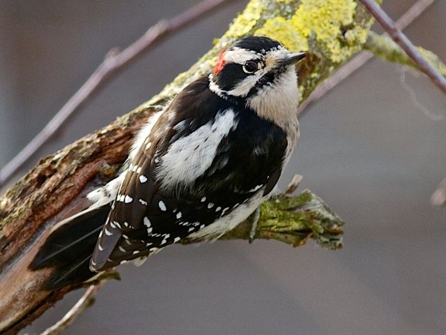 Downy Woodpecker on a flowery branch
