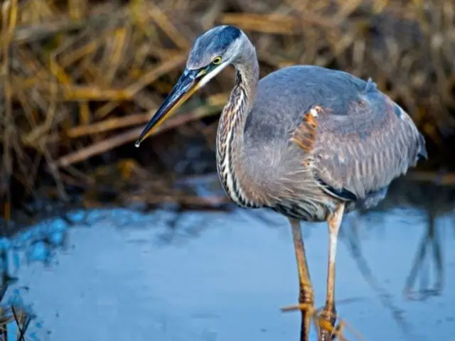 Great Blue Heron standing over a swamp