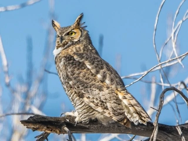 Great Horned Owl just sitting