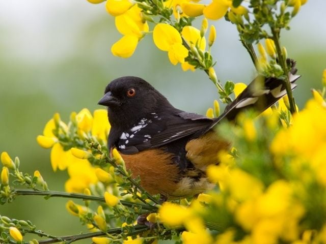 Spotted Towhee on a branch with flowers