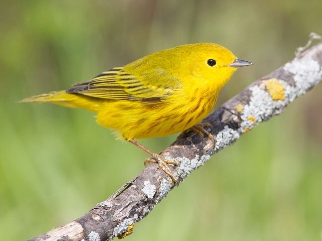 Yellow Warbler on a tree branch