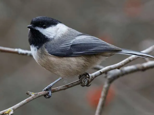 Black-capped Chickadee in Utah