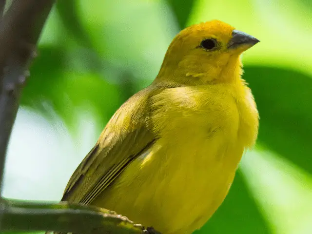 Yellow bird on a tree branch