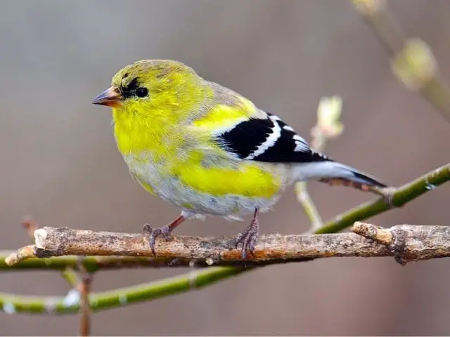 American Goldfinch on a tree branch
