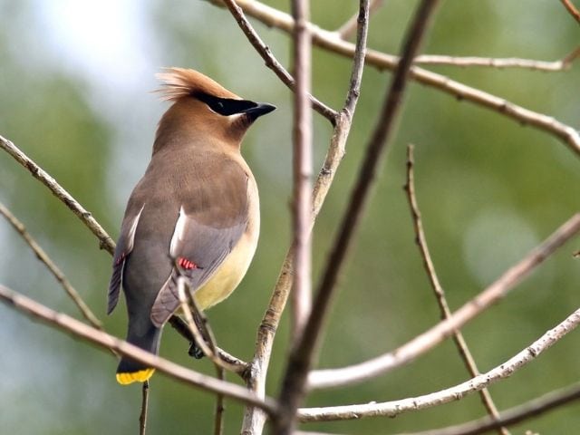Cedar Waxwing with crest on a branch
