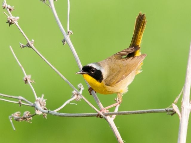 Common Yellowthroat on a branch