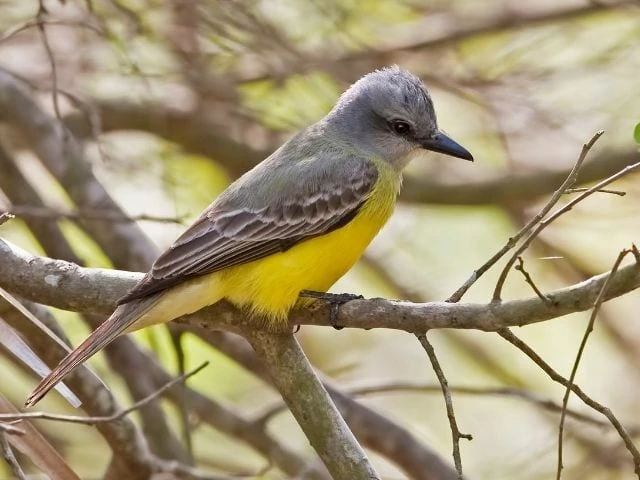 Couch’s Kingbird perched on a branch