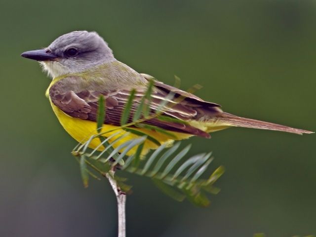 Great Crested Flycatcher