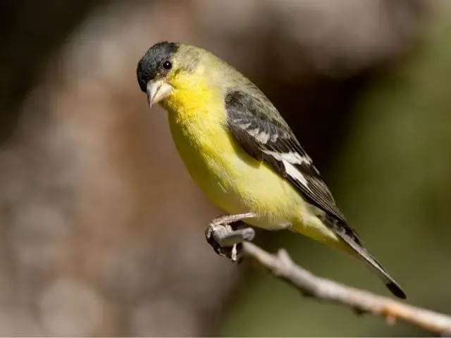 yellow finch on a branch