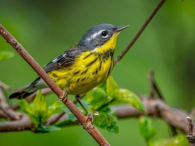 Magnolia Warbler looking up