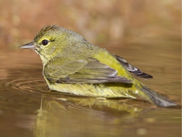 Orange Crowned Warbler