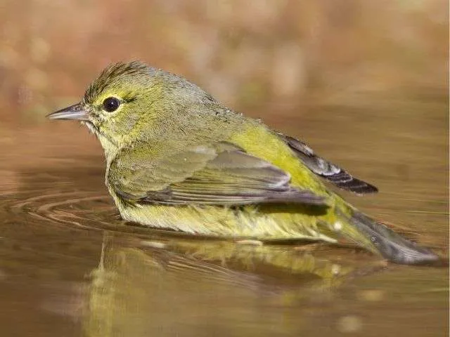 Orange Crowned Warbler bathing in a puddle