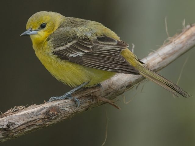 Orchard Oriole (Female) perched on a branch